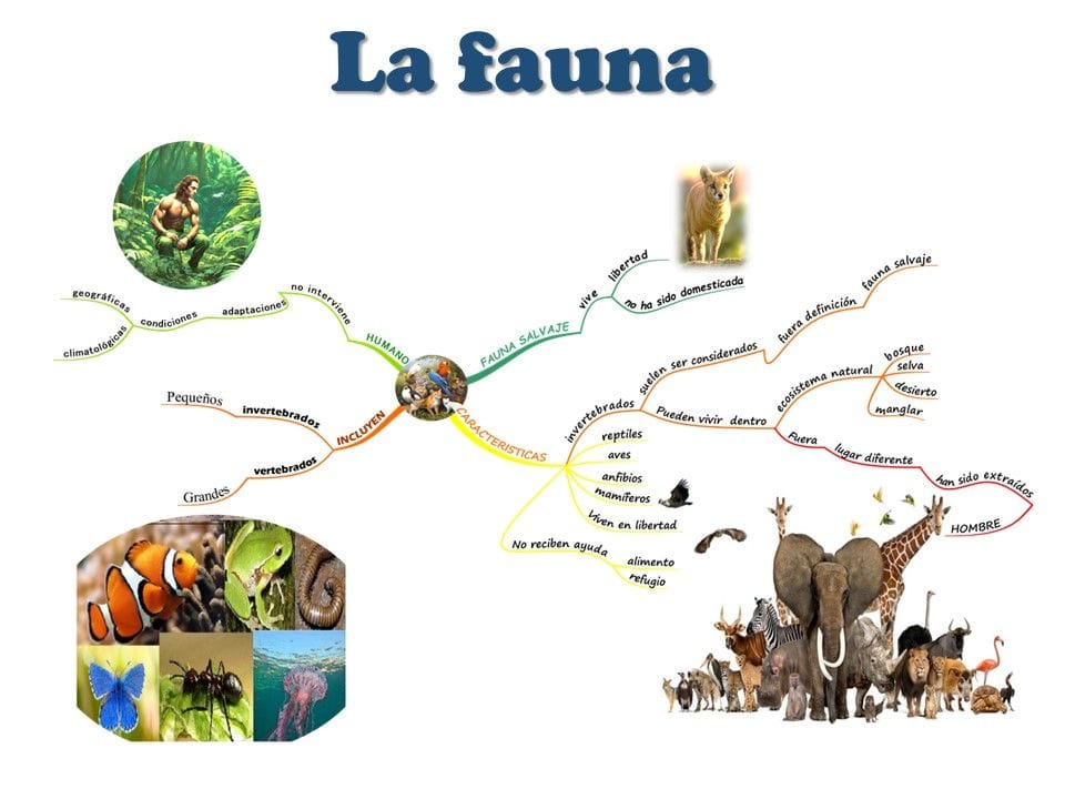 Doris Díaz y mapas mentales